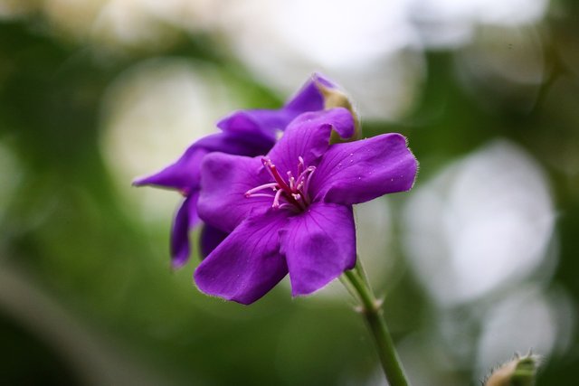 tibouchina-1839937_1280.jpg