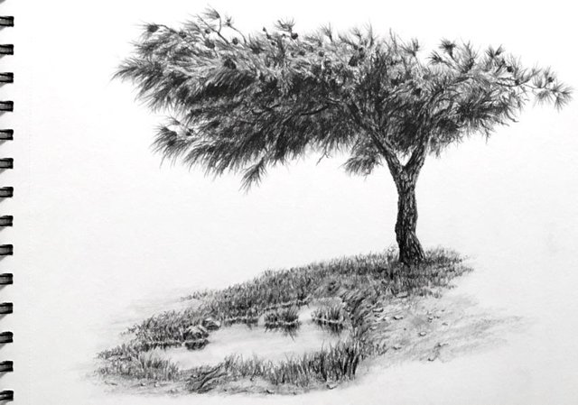 graphite-drawing-of-a-tree-and-pond.jpg