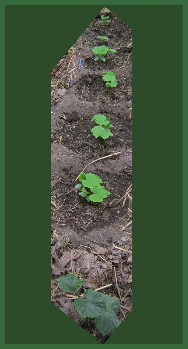 cucumber plants in greenhouse.jpg