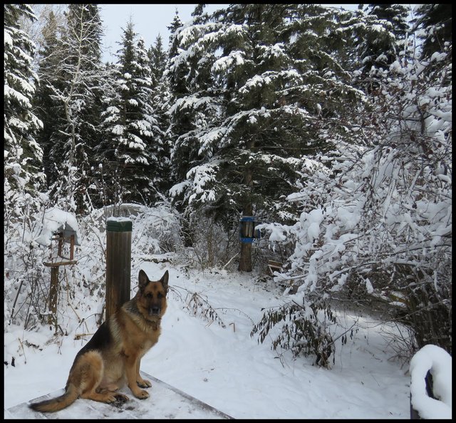 good looking Bruno sitting on deck with snow covered bird feeder and greenhouse behind good.JPG