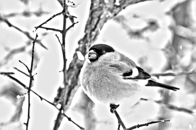 Eurasian bullfinch__MG_3166.jpg