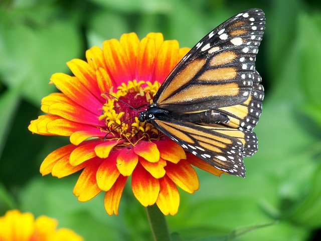 monarch-18140_960_720.jpg