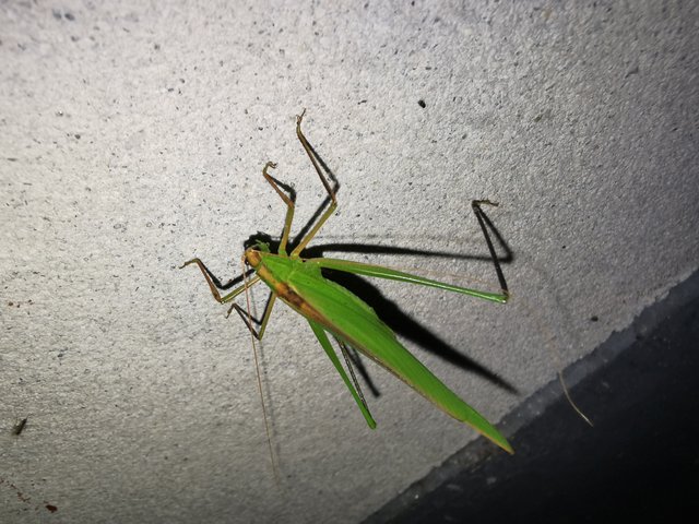 IMG_20241030_005530.jpg