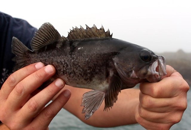 black rockfish.jpg