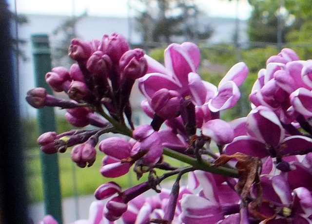 0626-Lilacs.jpg