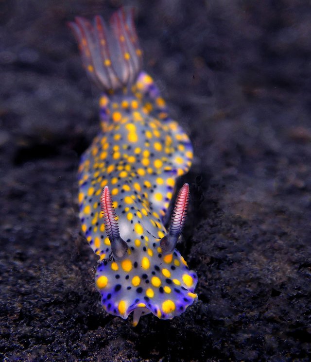 curiosas-babosas-marinas-nudibranquios-16.jpg