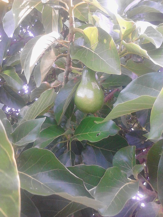 Aguacate 2.jpg