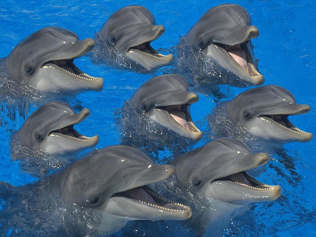 HD-wallpaper-8-dolphins-happy-sea-cute-dolphin-water-8-dolphins-bottlenose-dolphin-laughing-laughing-at-humans-swimming.jpg