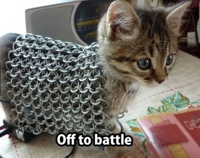9-12 Battle Kitty.jpeg
