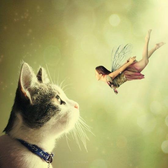 cat with flying fairy111.jpg