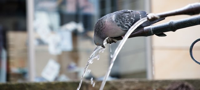 dove-drinking-water-81902.jpg