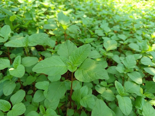 datashak (14).jpg