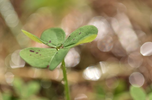 clover waterdrop macro.jpg