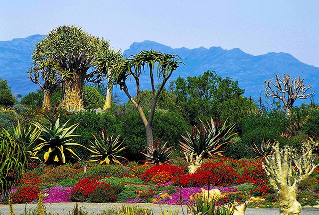 Karoo-Desert-National-Botanical-Garden-©-South-African-Tourism.jpg