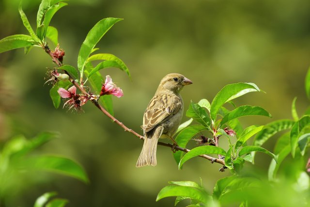 animal-bird-close-up-70069.jpg