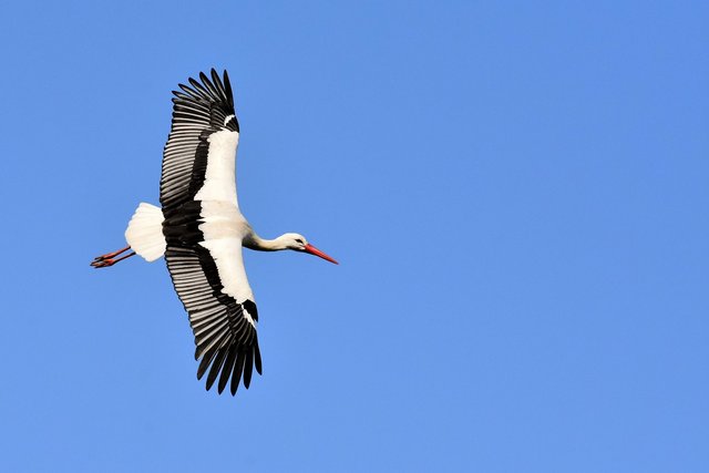 stork-3363503_1280.jpg
