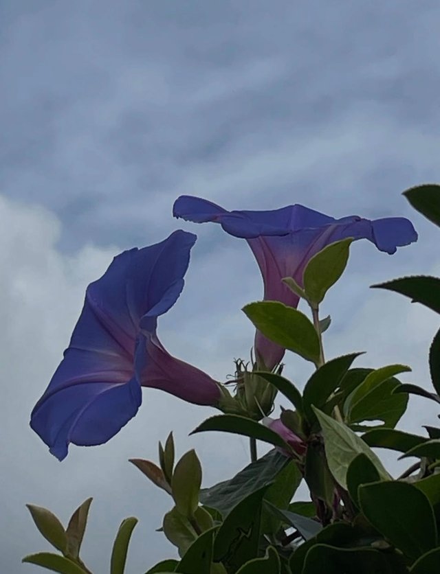 IMG_20250911_084313.jpg