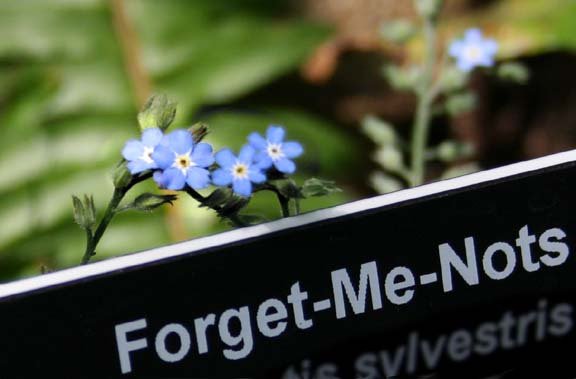 forget-me-not2.jpg