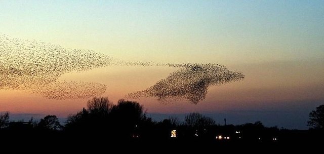 dolphin-bird-murmuration-perfect-timing.jpg