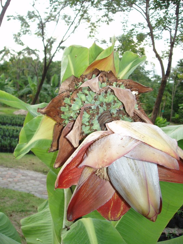 Queen Sirikit Park banana fruits