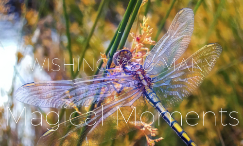 MAGICAL MOMENTS.dragonfly.png