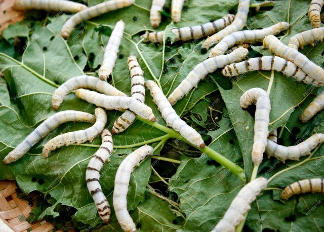 close-up-silkworm-eating-mulberry-green-leaf_36043-541.jpg