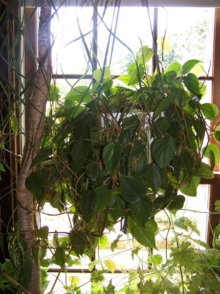 Philodendron living room crop July 2018.jpg