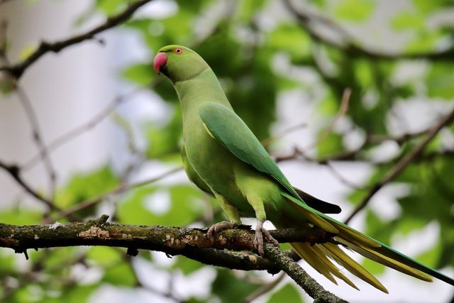 parakeet-7986601_1280.jpg