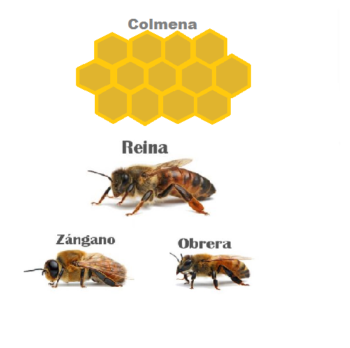 Tipos de abejas.png