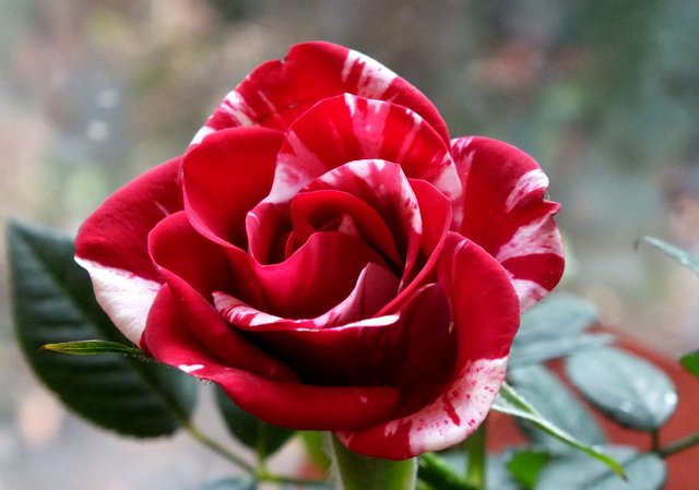 CT0255-ValentinesRose.jpg