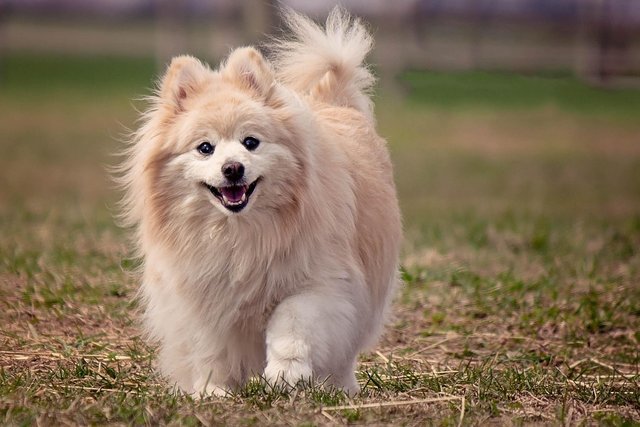 dog-1113398_1280.jpg
