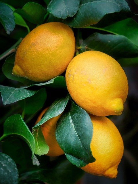lemons-8594421_640.jpg