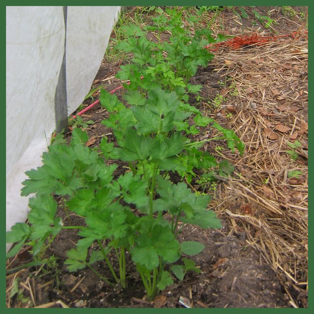 parsley plants in green house.JPG