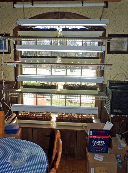 2nd seed starting - onion and kale seedlings crop March 2020.jpg