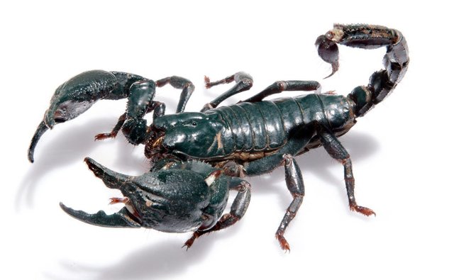 i-am-a-killer-of-scorpions-0.jpg