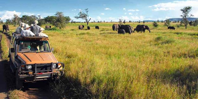 Best 9 Activities on Serengeti Safari Tours.jpg
