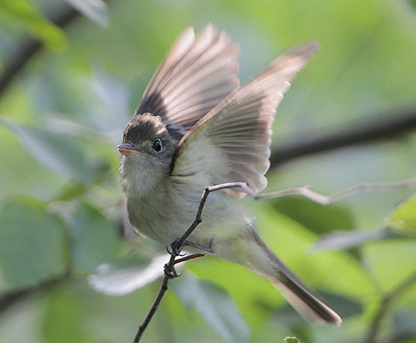 acadian-flycatcher-2-gl.jpg