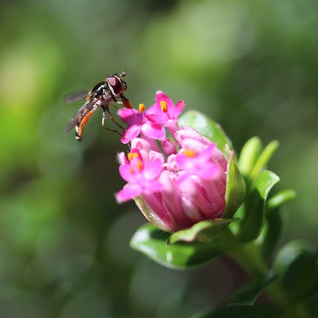 hoverfly-8276627_1280.jpg