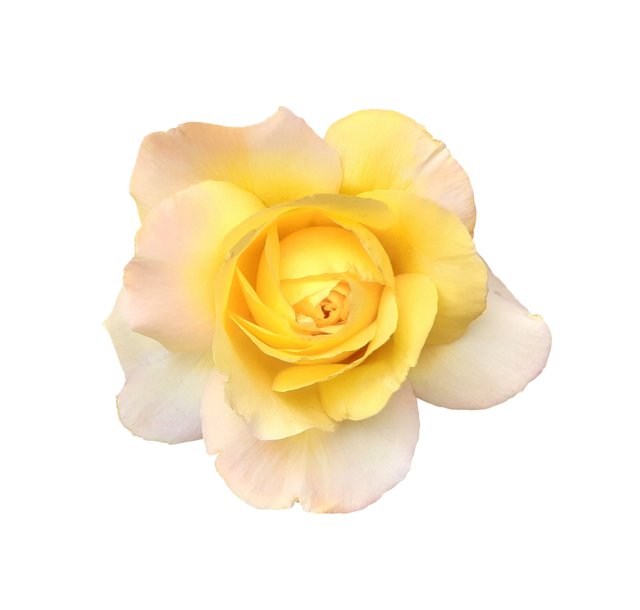 YELLOW ROSE.jpg