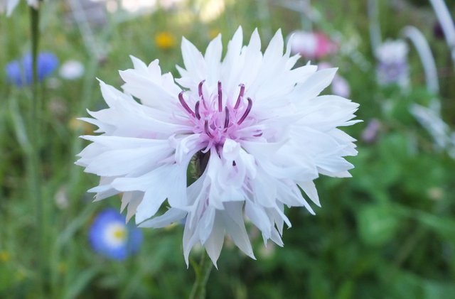 1295-WhiteFlower.jpg