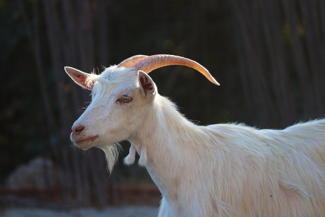 goat-6750208_1280.jpg