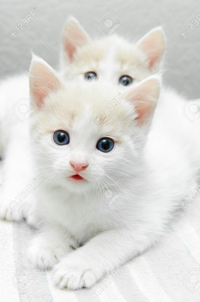 13411090-funny-little-white-kitten-with-blue-eyes.jpg