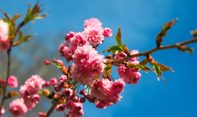 5622088595-cherry-blossom (FILEminimizer).jpg