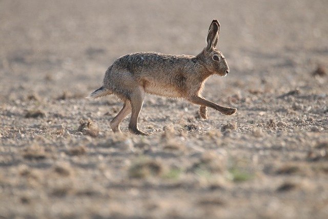 mammal-7092839_640.jpg