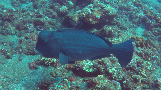 scuba-bigfish.png