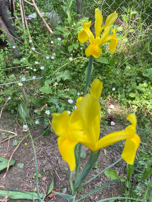 IMG7938.JPG
