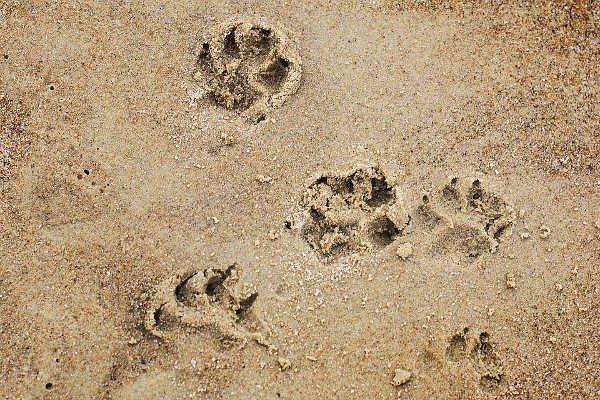 dog paw prints on beach.jpg