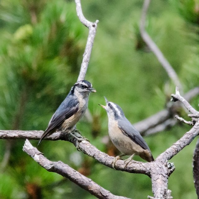 Nuthatch Feed 2.jpg