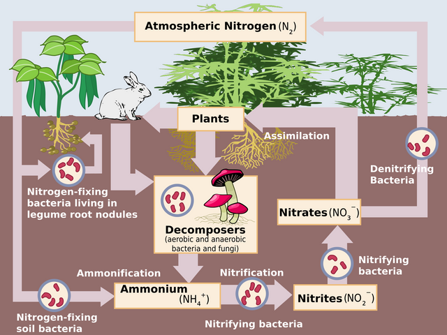 nitrogen cycle.png
