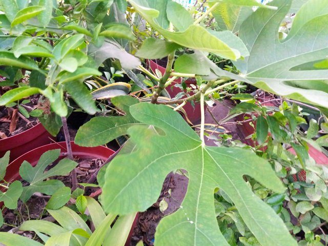 IMG_20250813_181908.jpg